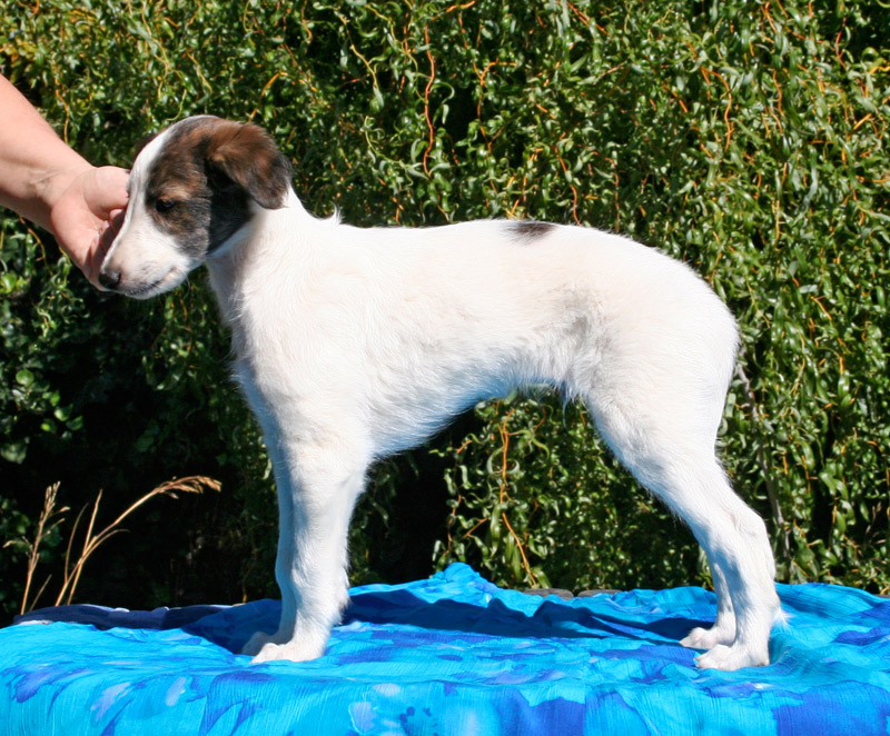 Surf Spots - Boy 1 Left